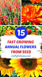 15 Easy To Grow Annual Flowers From Seed Annual Flowers Flower Seeds Annual Plants