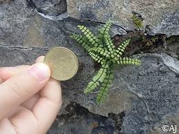 Image result for Asplenium markusbeckeri