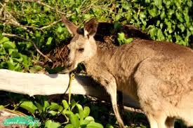Características del canguro (macropus), el marsupial más grande de la tierra nativo de australia. Comer Carne De Canguro Epic Fail Travel Me Softly