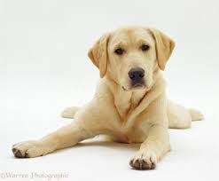 Golden Retriever Dog Puppy Images