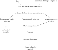 uric acid in plants and microorganisms biological