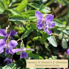 Image result for Launaea violacea