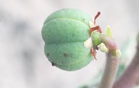 Image result for Jatropha erythropoda