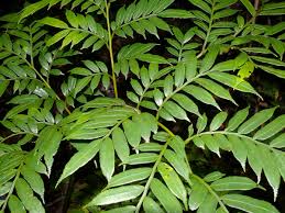 Image result for Marattiaceae