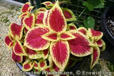 Image result for Coleus welwitschii