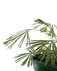 Image result for Actiniopteris