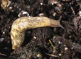 But this is extremely painful for the animals and horrible to watch. Salt Shakes Out The Differences Between Garden Slugs Sea Slugs Woodbury Ct Patch