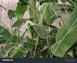 Image result for Strelitzia caudata