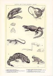 1903 Animal Print Iguanas And Other American Lizards Etsy Illustration Art Plate Art Animal Print