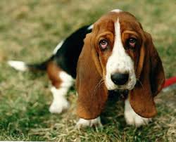 Image result for basset hound