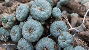 Lophophora williamsii, the peyote cactus, contains more than 50 alkaloids with the powerful entheogen mescaline. Altered Minds Mescaline S Complicated History