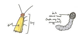13.6k members in the moths community. Finally Some Good Information About Those Nasty Wool Eating Clothes Moths Stale Bread Into French Toast