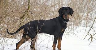 Black And Brown Dog Breeds Medium A Black And Tan Polish Hunting Dog Is Standing Outside In Snow Surrounded By Tall Brown Grass Hunting Dogs Dogs Dog Breeds