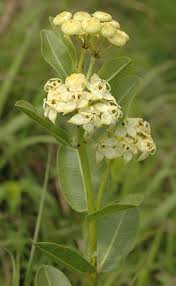 Image result for Pachycarpus concolor