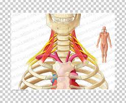 Nerve Cervicobrachial Neuralgia Scalene Muscles Brachial Plexus Anatomy Png Clipart Anatomy Anterior Scalene Muscle Arm Brachialis