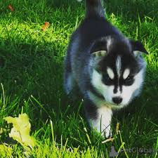 I'm requesting a rehoming fee of $420, $50 deposit to save your puppy!! For Sale In The City Of Grevesmuhlen Germany Price Is Free Announcement 7732