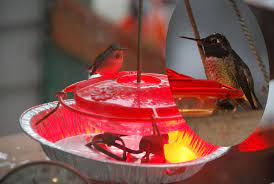 Hummingbird Feeder Heater Humming Bird Feeders Hummingbird Nectar Diy Hummingbird Feeder