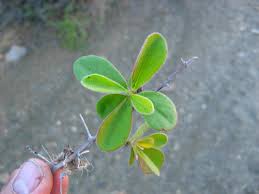 Image result for Diospyros lycioides