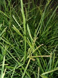 Image result for Eleusine kigeziensis