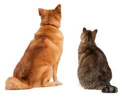 It's understandable that you desire to do what's best for her, and not delay the decision to euthanize her out of any selfish motives. Peaceful Endings For Pets When Do I Euthanize My Pet With Cancer At Home Pet Euthanasia Hospice Chicago Suburbs