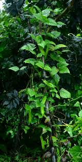 Image result for Psophocarpus