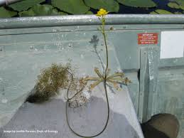 Kuvahaun tulos haulle bladderwort plant