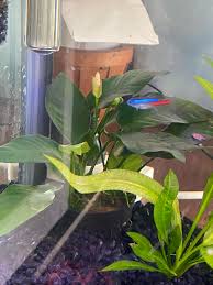 Image result for Hydrostachys polymorpha