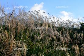 風に揺れるススキ 写真素材 [ 1197067 ] - フォトライブラリー photolibrary