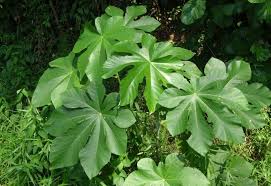 Image result for Cecropia pachystachya