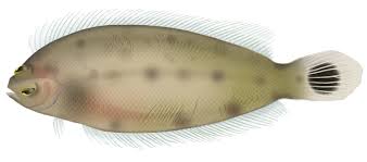 Image result for Plinthus