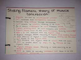 A Level Biology Revision Muscle Contraction Biology Revision Muscle Structure
