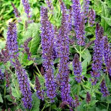 Image result for Salvia stenophylla