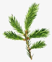 It has been a part of russia since the latter half of the 16th century, after the. Doterra Siberian Fir Hd Png Download Kindpng