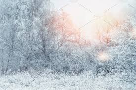 Winter Landscape Snow Covered Trees Snow Covered Trees Winter Landscape Landscape