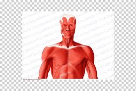 For example, the nodes in the neck are called cervical nodes (after the cervical part of the. Muscle Human Body Head And Neck Anatomy Shoulder Anterior Triangle Of The Neck Human Fictional Character Anatomy Png Klipartz