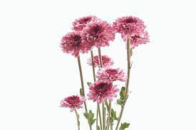 How to make fresh flowers last longer. These Cut Flowers Last The Longest Real Simple