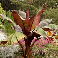 Image result for Ensete ventricosum