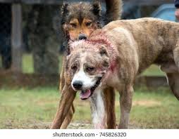 Yes, alabai or turkmensky alabai, tobet, mid asian or mid asiatic sheepdog/shepherd dog, asiatic mastiff, sredneasiakskaja ovtcharka or owtcharka are just a. Dog Fights Fight Two Big Wolfhounds Stock Photo Edit Now 745826320