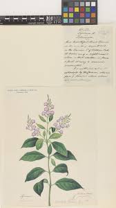 Image result for Lycium mascarenense