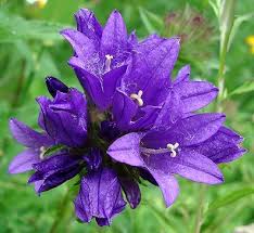 Love Search Results Romantic Ideas In Life Flower Meanings Language Of Flowers Bellflower