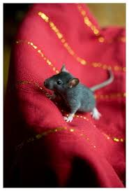 Baby Rats Baby Rats Pet Rats Cute Rats