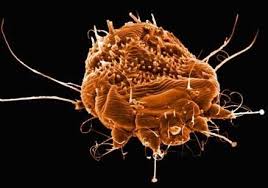 Occupy Denver Infested With Scabies Scabies Home Remedies For Scabies Mites