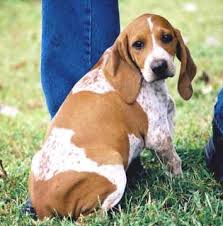 The redbone coonhound is a tenacious hunting dog used for hunting raccoon, deer, bear, boar, cougar, or any other large game. Pin On American English Coonhound