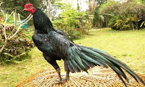 Situs agen resmi sabung ayam online sv388 hanya di ayamjago128. Jenis Ayam Aduan Terbaik Yang Populer Saat Ini