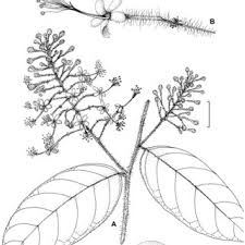 Image result for Dactyladenia