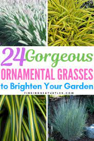 Maybe you would like to learn more about one of these? 24 Best Ornamental Grasses Ornamental Grasses For Shade Ornamental Grasses Tall Ornamental Grasses