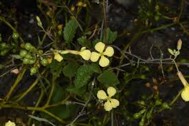 Image result for Raphanus raphanistrum