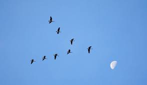 نتیجه جستجوی لغت [flock] در گوگل