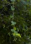 Image result for Adenia gummifera