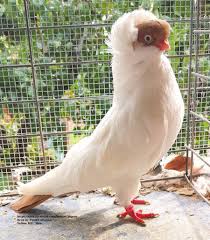 Helmet Pigeon Guzel Kuslar Hayvan Hayvanlar